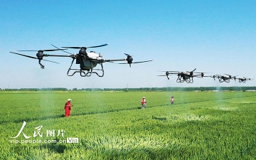 الصورة: الصورة: الصين تقاوم الآفات الحشريّة في حقول القمح بـ "الدرون"