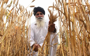 الصورة: الصورة: في قفزة نوعية.. الهند تُصدّر 1.4 مليون طن من القمح في أبريل
