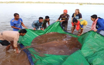 الصورة: الصورة: لحمايتها من الانقراض.. إطلاق سمكة "راي" عملاقة في نهر ميكونغ بكمبوديا (فيديو)