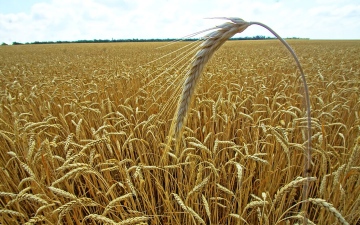 الصورة: الصورة: قرار الهند حظر صادرات القمح لا يسري على مصر