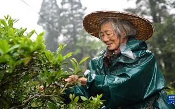 الصورة: الصورة: بدء موسم قطف الشاي بجبل وويي في الصين
