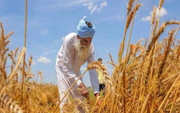 الصورة: الصورة: الولايات المتّحدة تناشد الهند العودة عن قرار حظر تصدير القمح