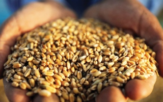 البنك الدولي يخصص 30 مليار دولار لدعم الأمن الغذائي