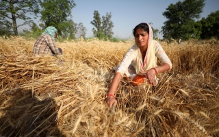موسم أليم للمزارعين في الهند بعد حظر تصدير القمح