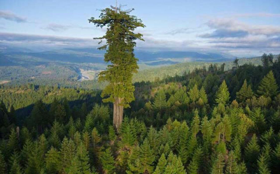 ما هي أطول شجرة في العالم؟