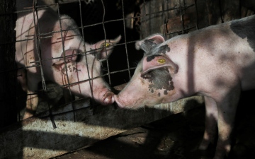 الصورة: الصورة: ظهرت في ألمانيا.. هل تسبب حمى الخنازير الأفريقية خطورة على الإنسان؟