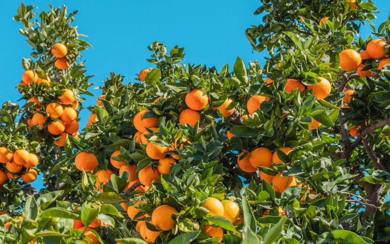 الصورة: الصورة: محصول البرتقال المتعثر في فلوريدا الأمريكية يواجه موسم العواصف العاتية