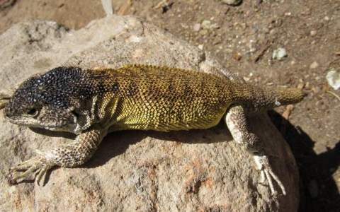 الصورة: الصورة: اكتشاف أنواع جديدة من السحالي في بيرو