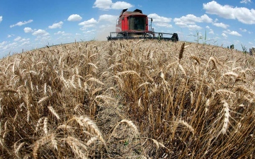 الصورة: الصورة: إنتاج قياسي من القمح في أستراليا يخفف المخاوف العالمية