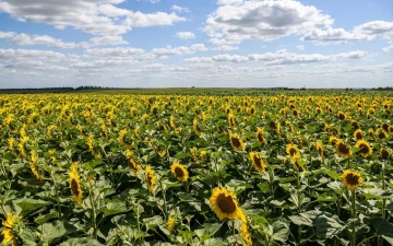 الصورة: الصورة: ارتفاع الصادرات الزراعية الأوكرانية 80% في مايو 2022