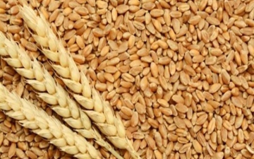 الصورة: الصورة: مصر تمدد الحظر على تصدير القمح والذرة