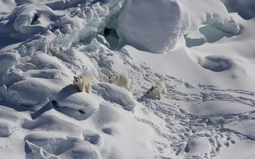 الصورة: الصورة: اكتشاف نوع فريد من الدببة القطبيّة قادر على التكيّف مع ظاهرة الاحتباس الحراري.. فيديو