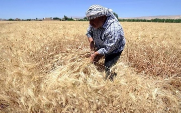 الصورة: الصورة: أزمات اليمن تتفاقم.. مخزون القمح يوشك على النفاد