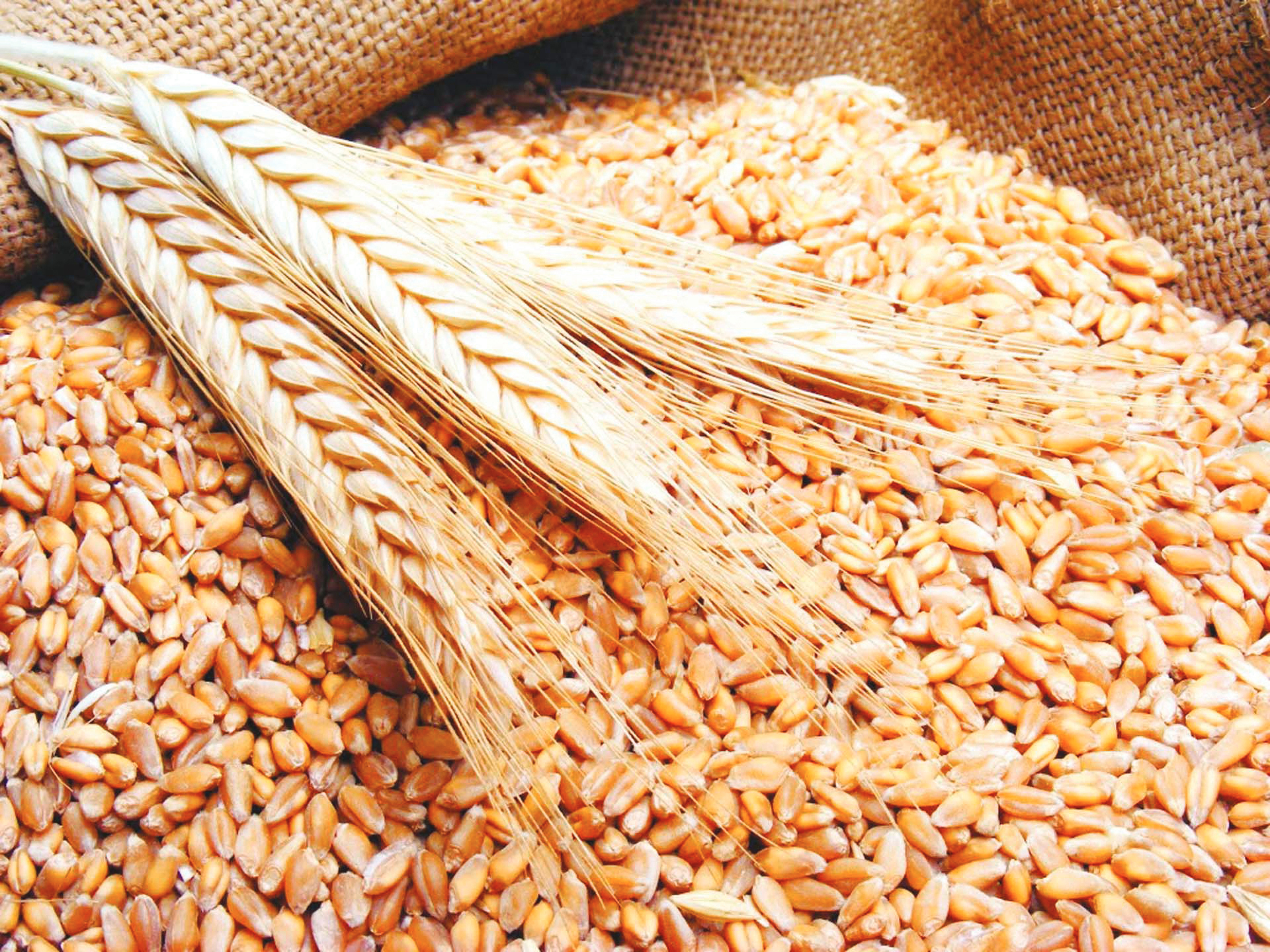 Замените пшеничные зерна. Ячмень ядрица. Мягкая озимая Белозерная пшеница. Пшеничное зерно. Пшеница продовольственная.