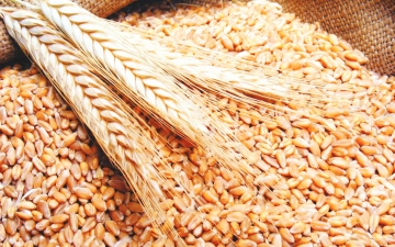 الصورة: الصورة: اليمن.. ضعف قدرة التخزين يفاقم صعوبات إمدادات القمح