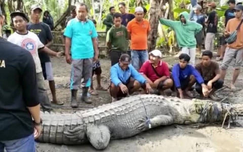 الصورة: الصورة: باستخدام حبل فقط.. قروي إندونيسي يصطاد تمساحاً عملاقاً