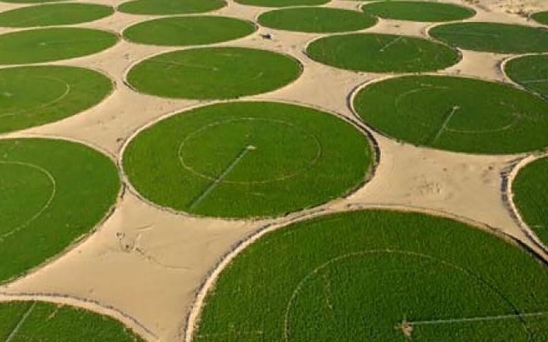 الصورة: الصورة: الصحراء الجزائرية تتحوّل إلى مركز زراعي عالمي حقيقي.. فيديو