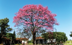الصورة: الصورة: لحاء شجرة برازيلية علاج واعد لسرطان الدم