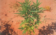 الصورة: الصورة: يزرعان 14 نبتة ماريجوانا في مزرعة كفيلهم وشرطة أبوظبي بالمرصاد