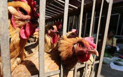 الصورة: الصورة: الصين تعلن اكتشاف أول إصابة في 2022 بسلالة شديدة العدوى من إنفلونزا الطيور