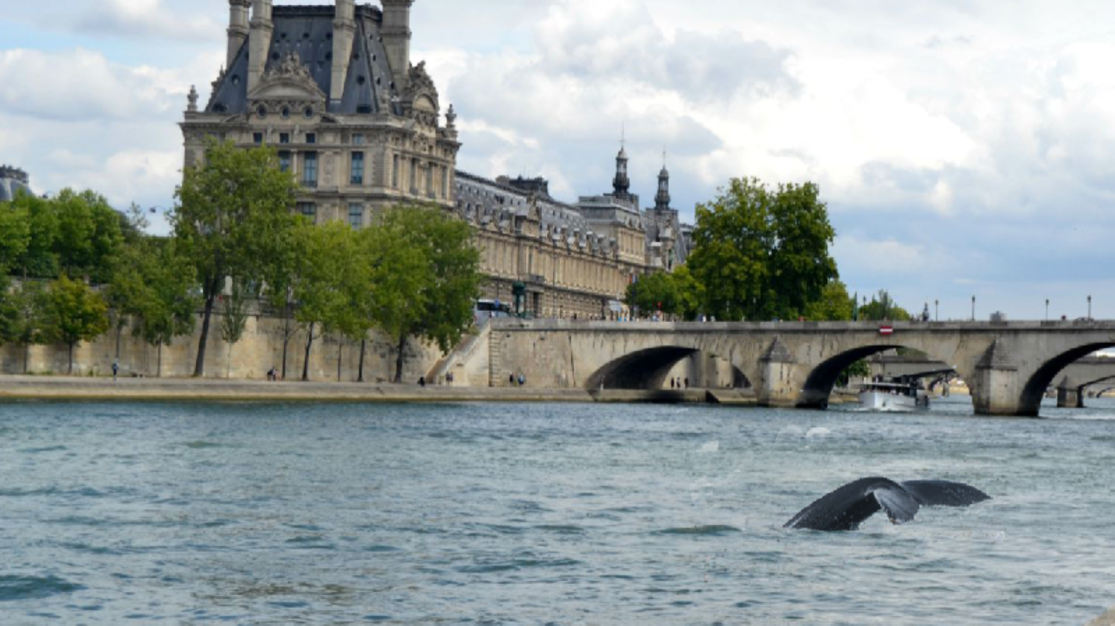 La France explore les moyens de sauver une baleine perdue dans la Seine