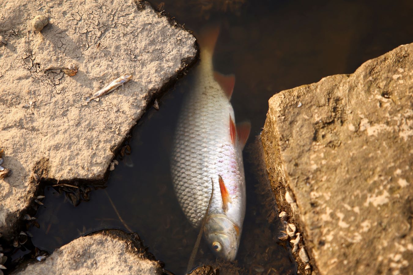 صورة إقالة مسؤولين بولنديين كبار بعد نفوق أعداد كبيرة من الأسماك في نهر أودر