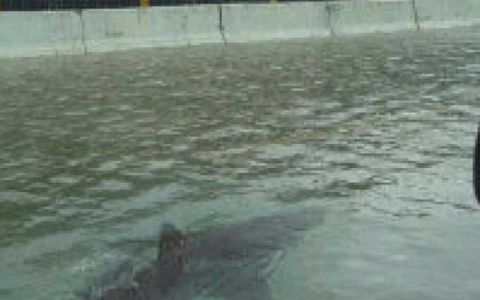 الصورة: الصورة: بالفيديو.. سمكة قرش تسبح في شوارع فلوريدا الأمريكية