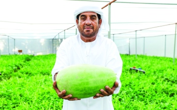 الصورة: الصورة: البطيخ.. متعة زراعية وفوائد غذائية