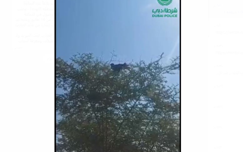 الصورة: الصورة: شرطة دبي تنقذ صقراً علق بشجرة وتحرره