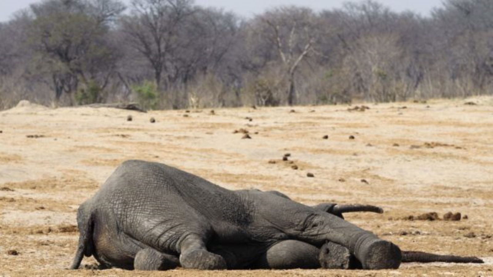 الجفاف يجرد كينيا من فيلتها.. فيديو
