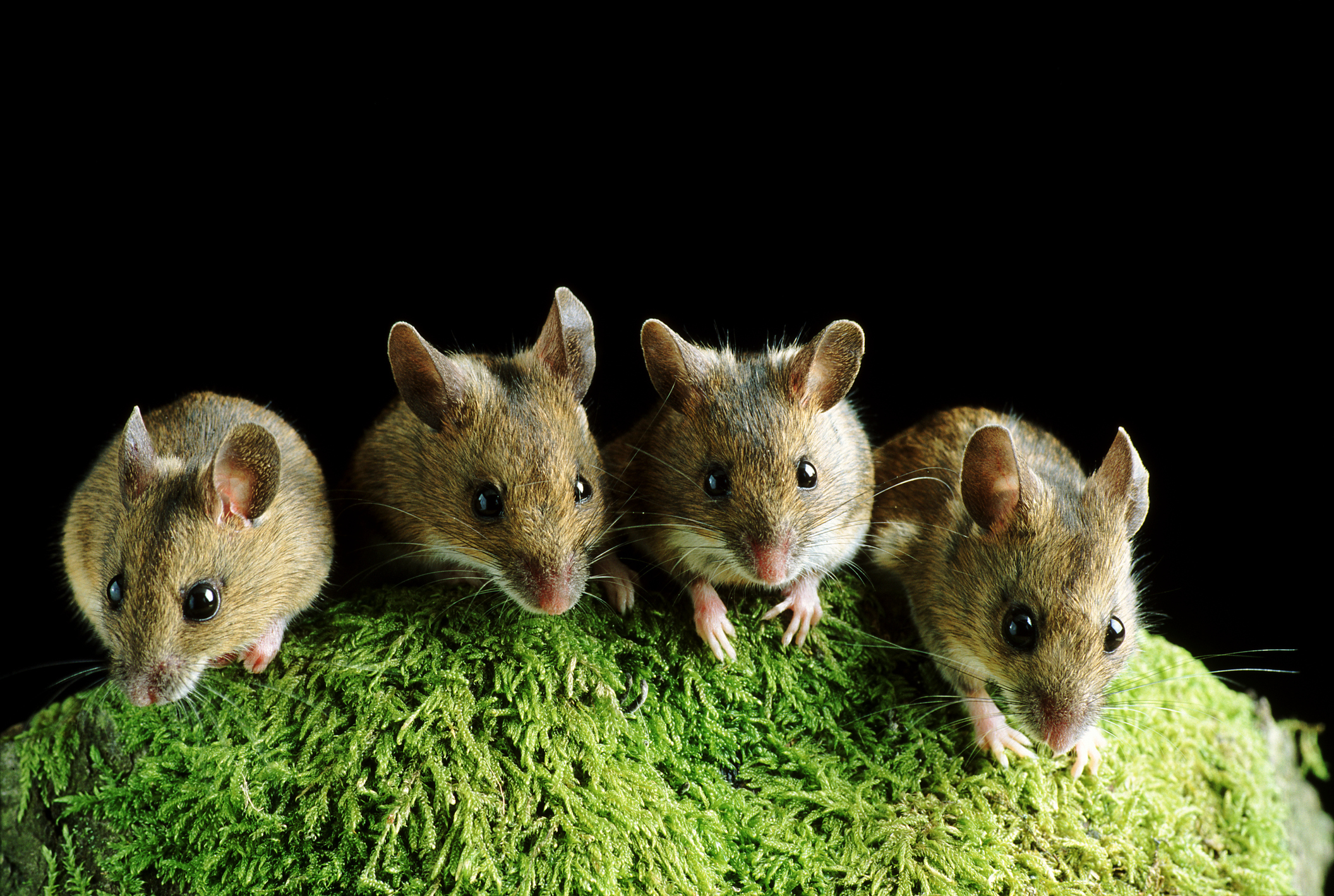 دراسة: الفئران تتفاعل على الإيقاعات الموسيقية