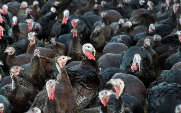 الصورة: الصورة: بريطانيا.. إنفلونزا الطيور تفتك بنصف الديوك الرومية في المزارع المفتوحة