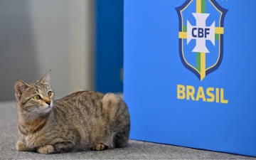 الصورة: الصورة: كأس العالم 2022.. «قطة» تخطف الأضواء من نجم البرازيل (صور)