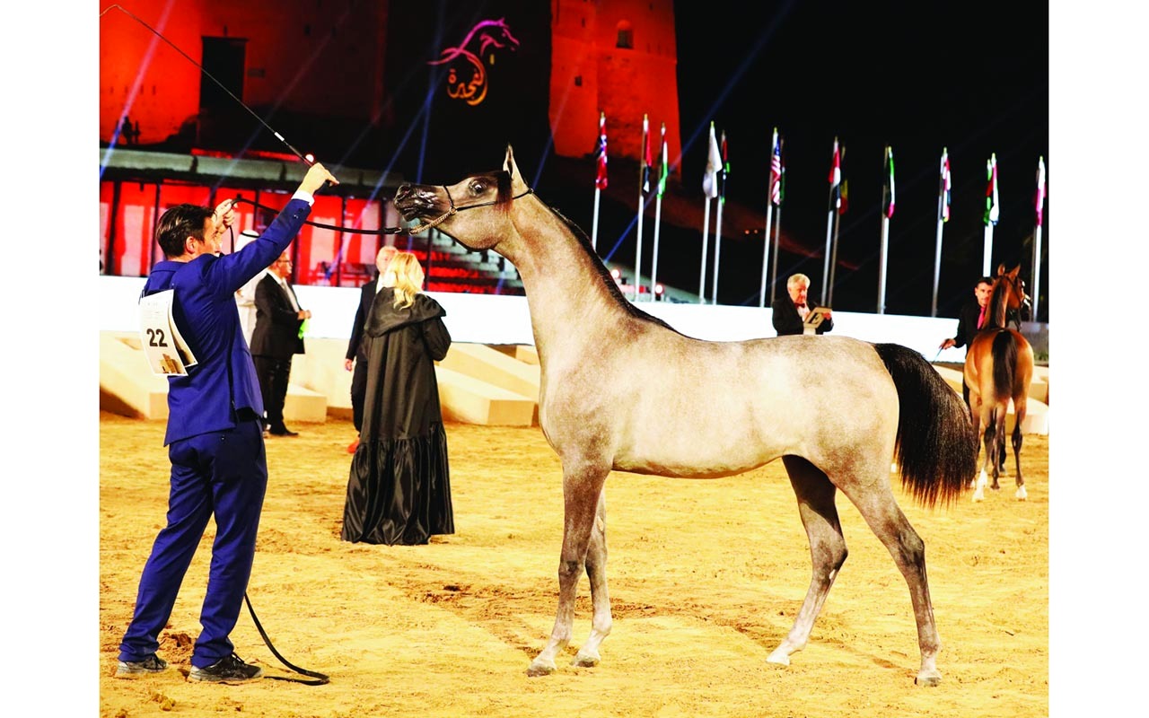 الصورة : خيول مربط دبي تواصل حصد الذهب | البيان