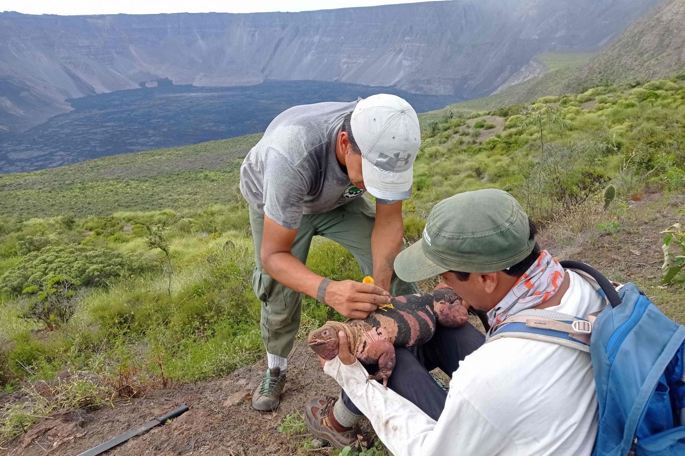 صغار الإجوانا الوردية المهددة بالانقراض تظهر لأول مرة على جزيرة جالاباجوس