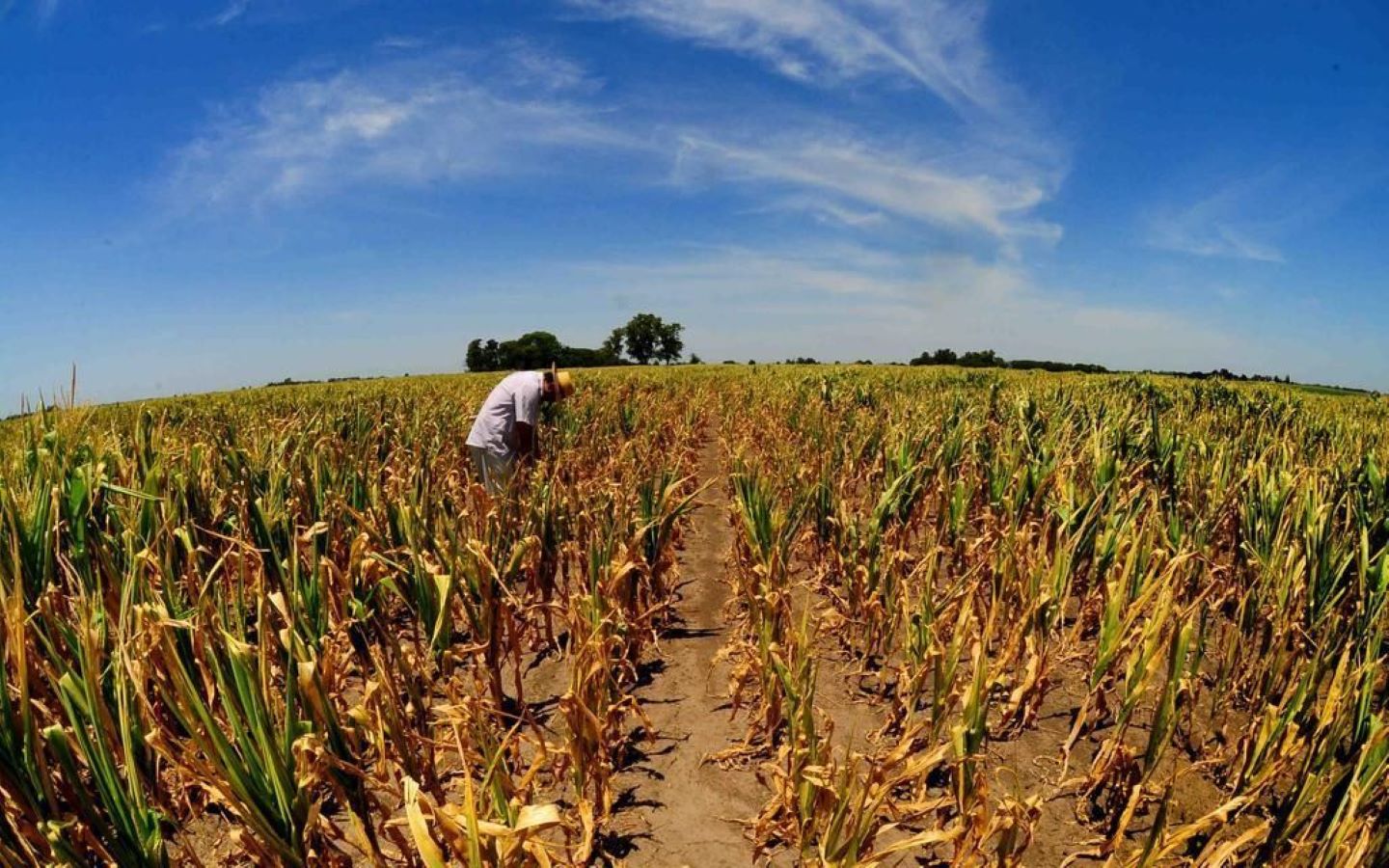 الجفاف يهدّد 3% من مساحات زراعة الصويا في الأرجنتين