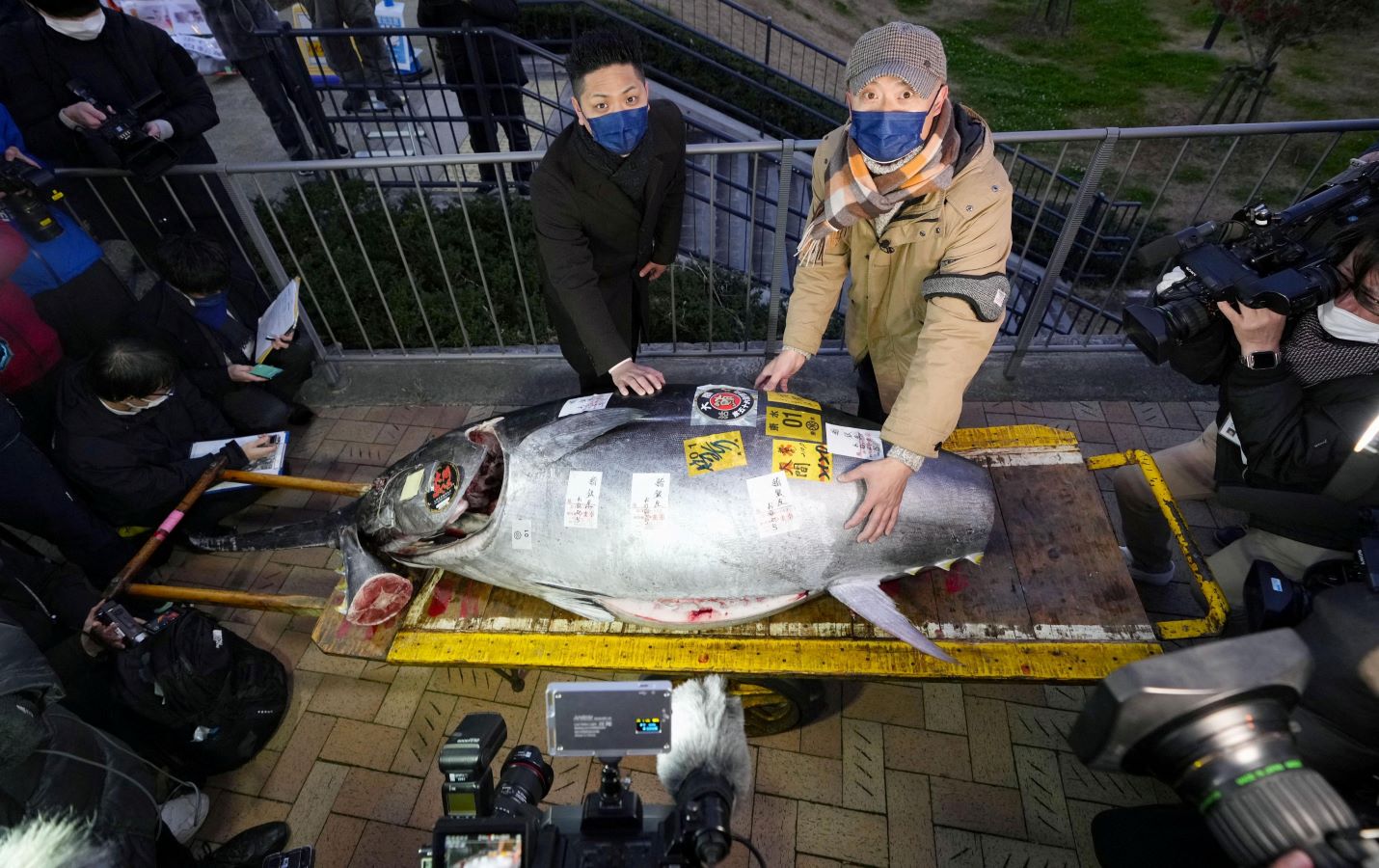 بيع سمكة تونة في اليابان بـ 273 ألف دولار.. فيديو