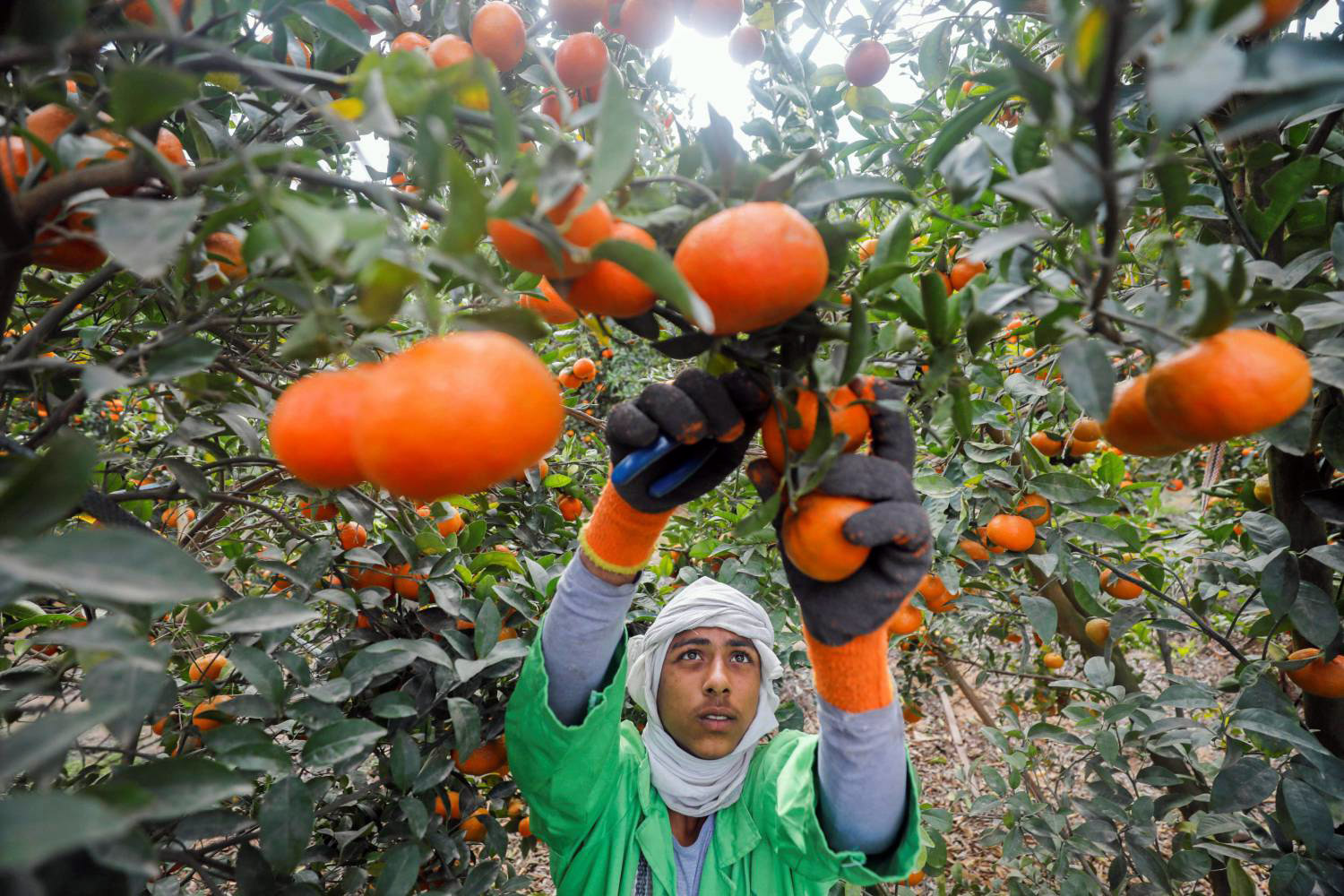 صادرات مصر الزراعية تحقق إيرادات 3.3 مليارات دولار في 2022