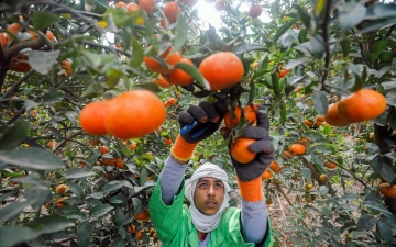 الصورة: الصورة: صادرات مصر الزراعية تحقق إيرادات 3.3 مليارات دولار في 2022