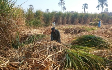 الصورة: الصورة: مصر تستهدف إنتاج 3 ملايين طن من السكر في الموسم الحالي