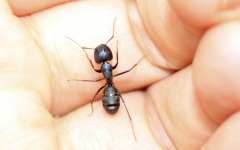 الصورة: الصورة: طريقة فعّالة لرصد مرض السرطان بواسطة النمل