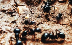 الصورة: الصورة: النمل يكتشف الإصابة بالسرطان