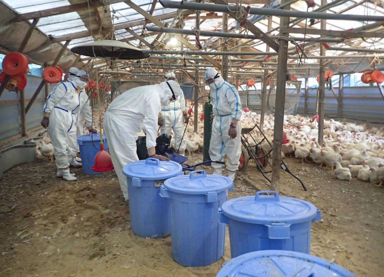اليابان تشهد أسوأ موجة إنفلونزا طيور في تاريخها