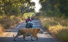 الصورة: الصورة: حل حكومي يؤدي إلى تراجع المواجهات بين السكان والنمور في بنجلاديش