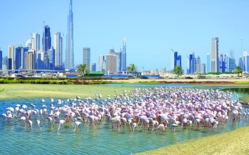 الصورة: الصورة: الإمارات تحتفي بيوم البيئة الوطني في عام مليء بفعاليات الاستدامة