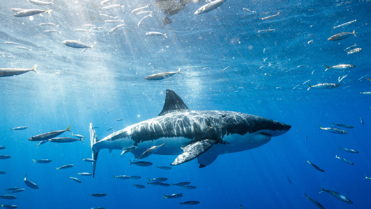 مقتل سائح أسترالي في هجوم لأسماك القرش