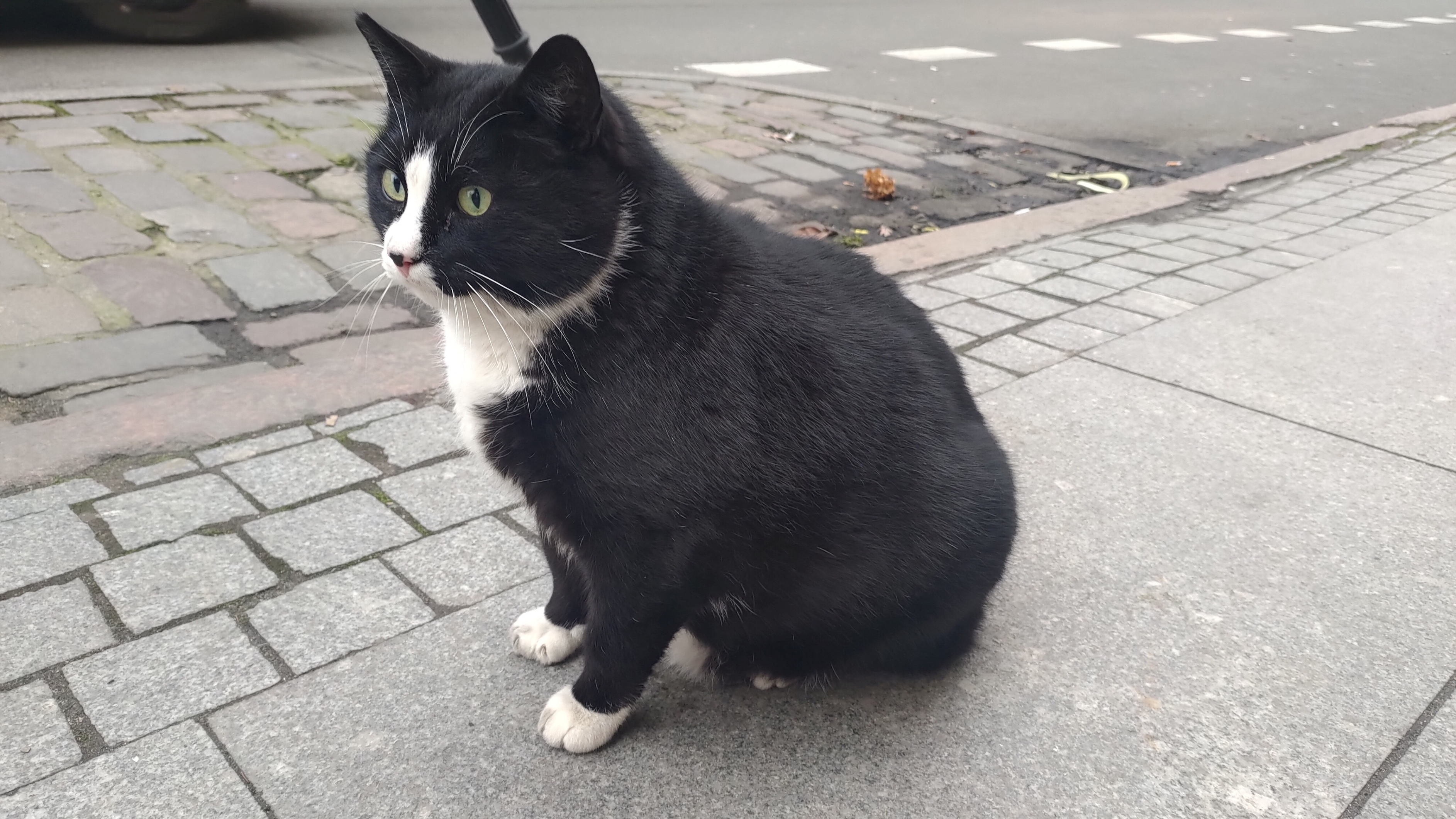 القط جاسيك يجذب السياح لمدينة بولندية