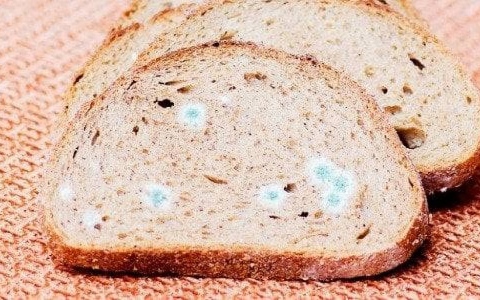 الصورة: الصورة: مخاطر تفوق التوقعات.. تأثير تناول الخبز المتعفن جزئياً على صحتك