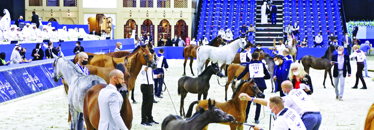 الصورة : بطولة دبي الدولية للجواد العربي تجمع لأهم الملاك والاسطبلات والمهتمين بالخيول العربية الأصيلة | أرشيفية