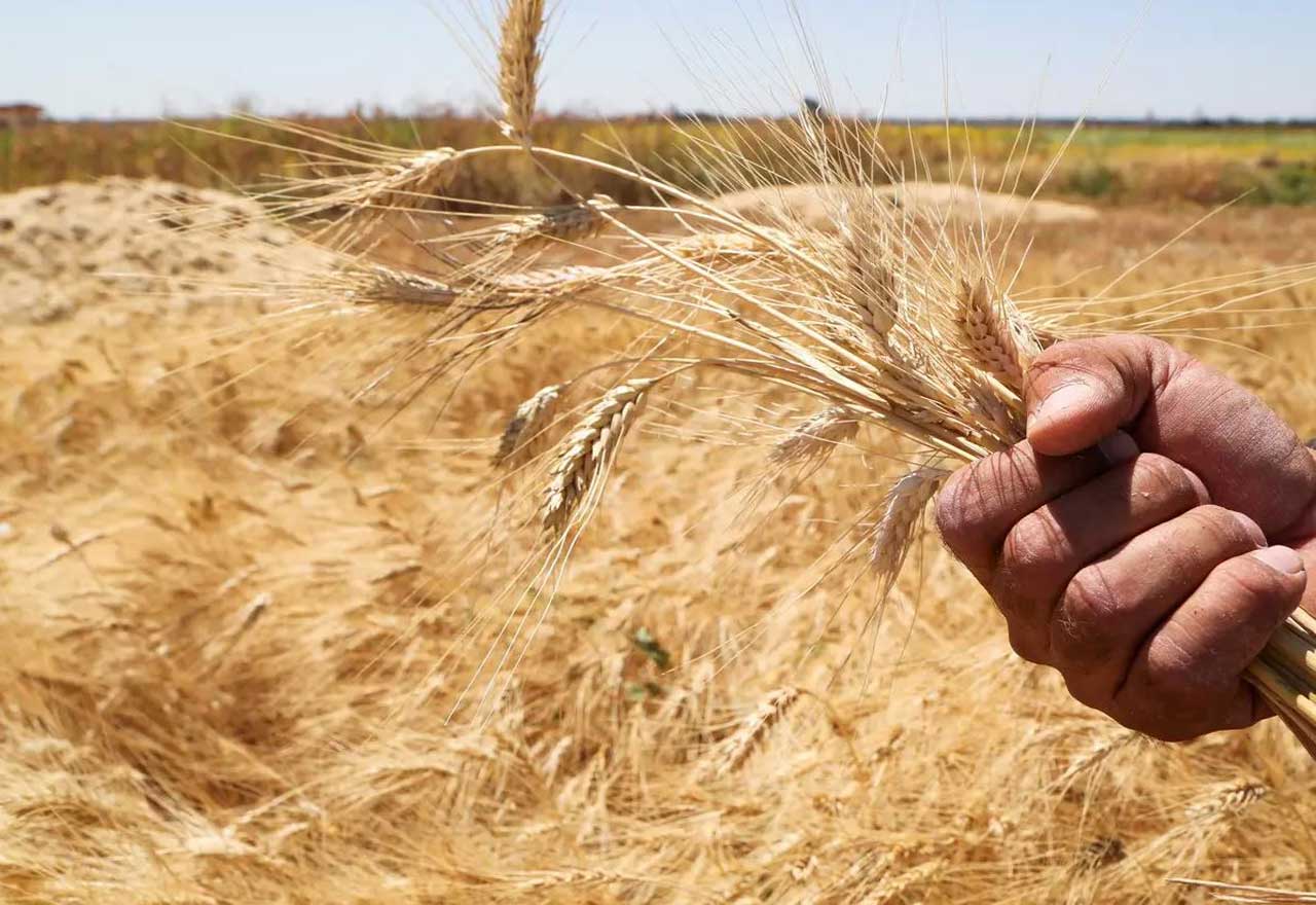 أسعار القمح تتراجع مع تجديد اتفاق تصدير الحبوب الأوكرانية